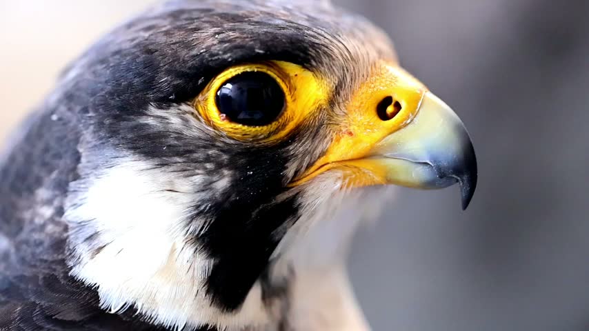 Extreme close up macro of a Peregrine Falcon bird of prey eye slow motion 180fps footage