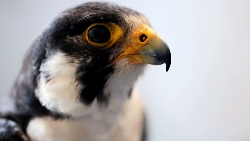 Close up portrait of a majestic Peregrine Falcon bird of prey slow motion 180fps footage