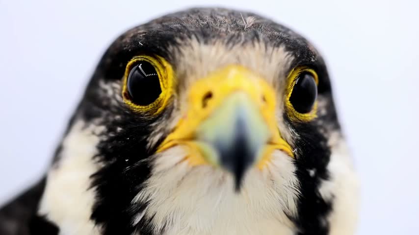 Extreme close up macro of a Peregrine Falcon bird of prey eye slow motion 180fps footage