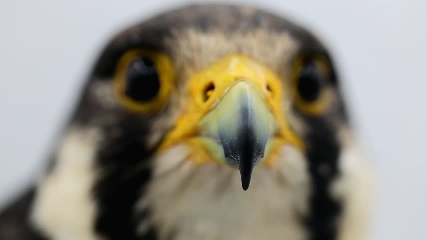 Extreme close up macro of a Peregrine Falcon bird of prey eye slow motion 180fps footage