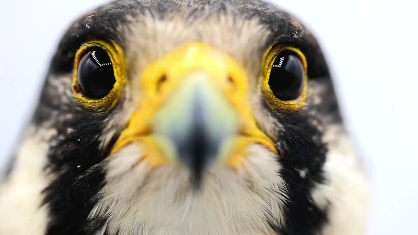 Extreme close up macro of a Peregrine Falcon bird of prey eye slow motion 180fps footage