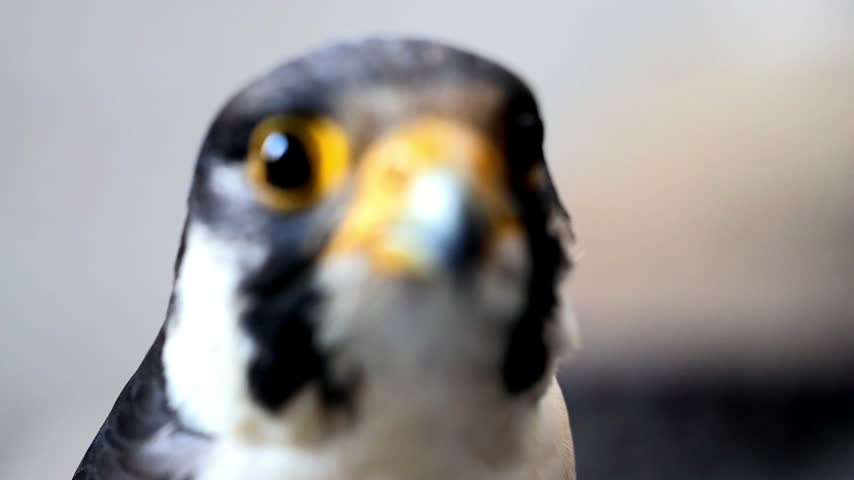 Extreme close up macro of a Peregrine Falcon bird of prey eye slow motion 180fps footage