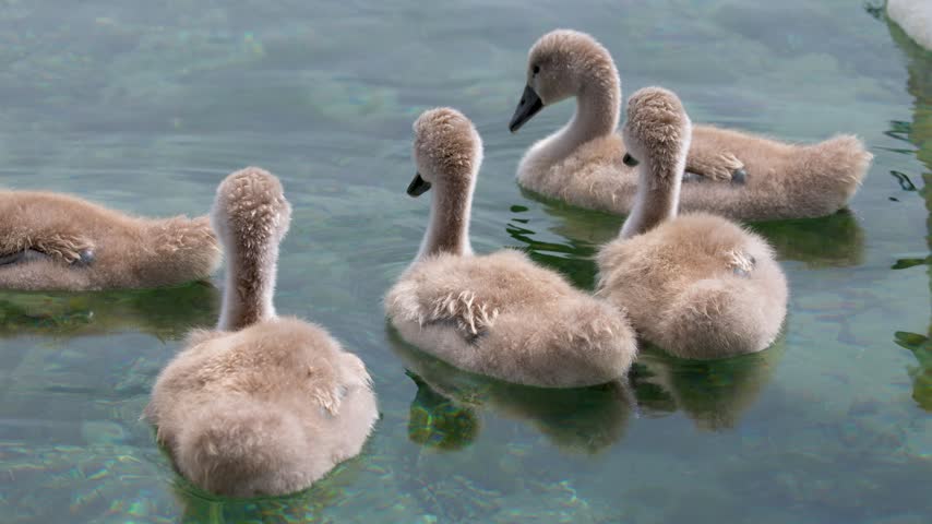 Cute fluffy mute swan cygnets swim together on calm clear water in Lake Geneva.