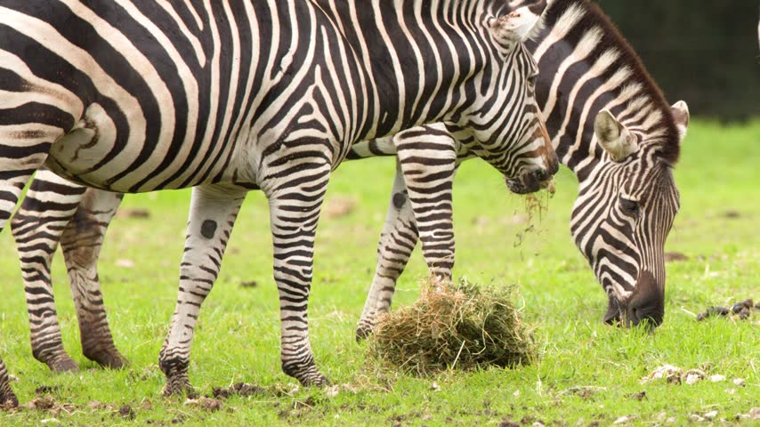 Two plains zebras graze side by side on green grass in bright daylight.