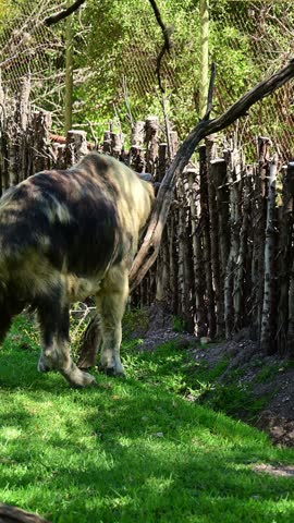 Rear view of a takin scratching itself against a tree.