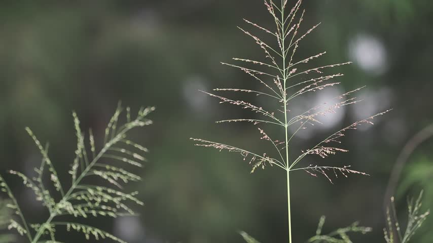 Panic grass with its tall upright stems and delicate airy seed heads forms tall vertical clumps.