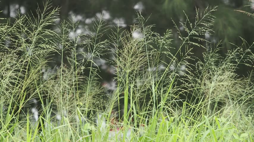 Panic grass with its tall upright stems and delicate airy seed heads forms tall vertical clumps.