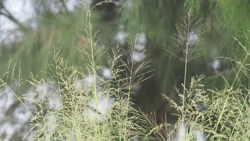 Panic grass with its tall upright stems and delicate airy seed heads forms tall vertical clumps.