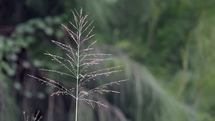 Panic grass with its tall upright stems and delicate airy seed heads forms tall vertical clumps.
