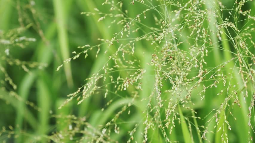 Panic grass with its tall upright stems and delicate airy seed heads forms tall vertical clumps.