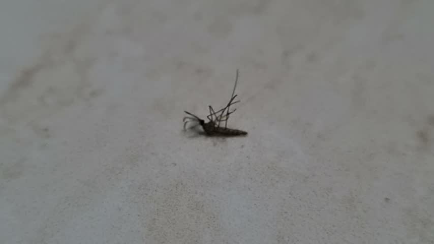 Tiny mosquito rests on pale, textured surface. Its delicate legs and antennae are clearly visible. Dark body contrasts against the muted background. Unusual close-up captures insect in still