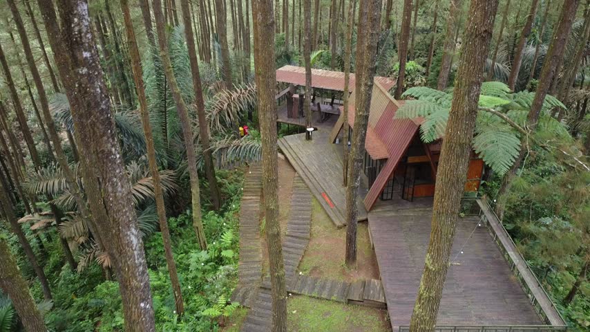 Very cool view of the pine forest