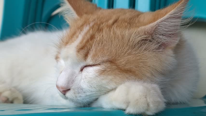 Cute domestic ginger tabby cat sleeping peacefully on a chair
