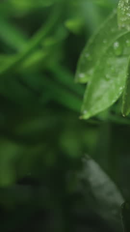 Water droplet falling from a green leaf in macro. Herbal essence, tea tree oil and organic cosmetic care