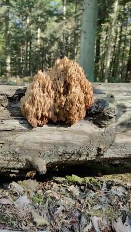 Crown-tipped coral fungus (Artomyces pyxidatus) growing on a decaying tree trunk in a forest.