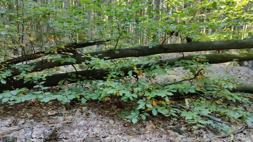 Fallen young tree with green and yellow leaves lying across the forest floor among woodland vegetation.