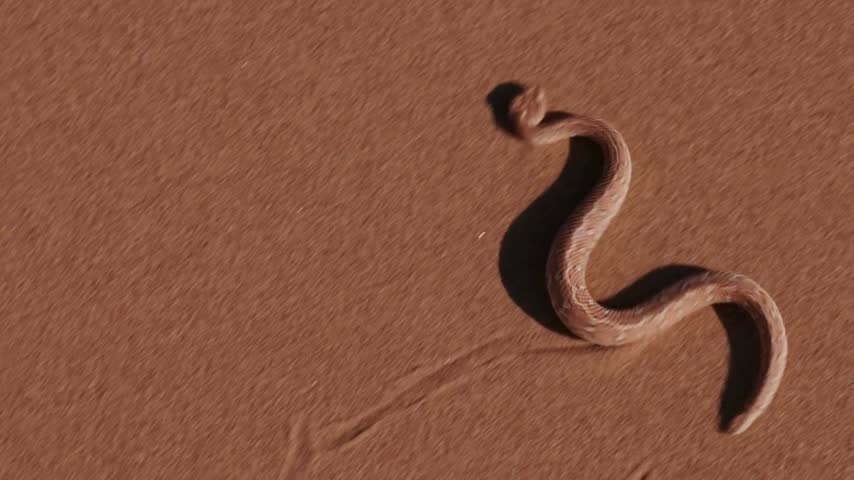 A venomous horned desert viper slithering across the hot, sandy dunes of an arid landscape outdoors