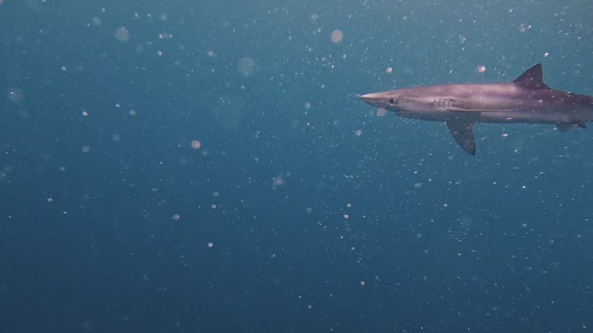 Nature and Wildlife: Lone Blue Shark Swimming in Open Ocean Waters Off the Coast of Cornwall, England in 4K