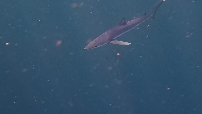 Nature and Wildlife: Lone Blue Shark Swimming in Open Ocean Waters Off the Coast of Cornwall, England in 4K