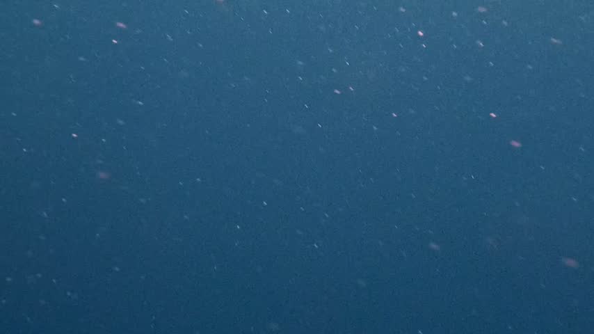 Nature and Wildlife: Lone Blue Shark Swimming in Open Ocean Waters Off the Coast of Cornwall, England in 4K