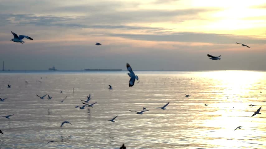 Seagulls flying gracefully over calm ocean waters during a golden sunset sky with soft glowing sun reflection on water.   