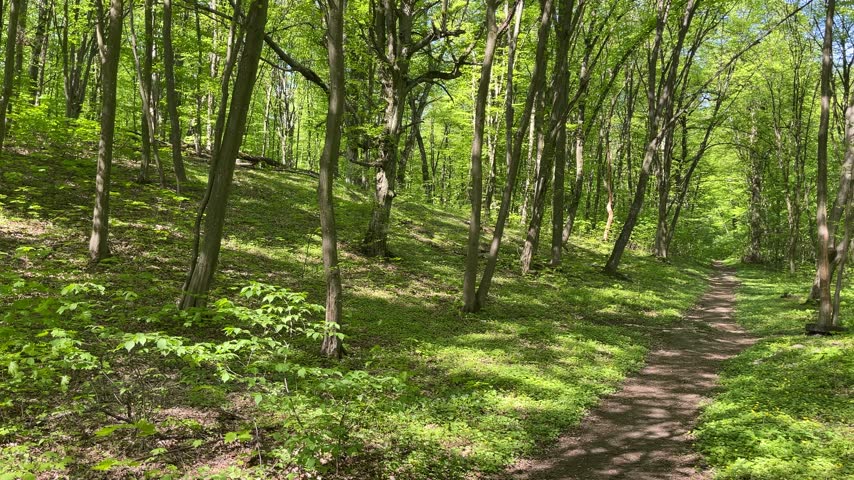 Sunlit spring forest trail winding through hillside of green trees, camera slowly moving forward, peaceful nature walk.