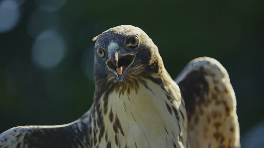 A close-up portrait of a red-tailed hawk screaming with its beak open and wings spread.  
