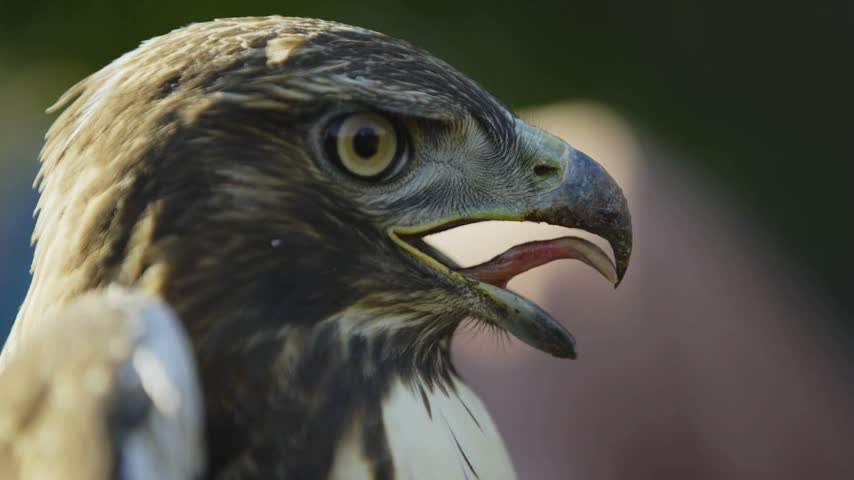 Extreme close-up macro portrait of a hawk bird with open beak showing tongue against a soft blurred natural background.   