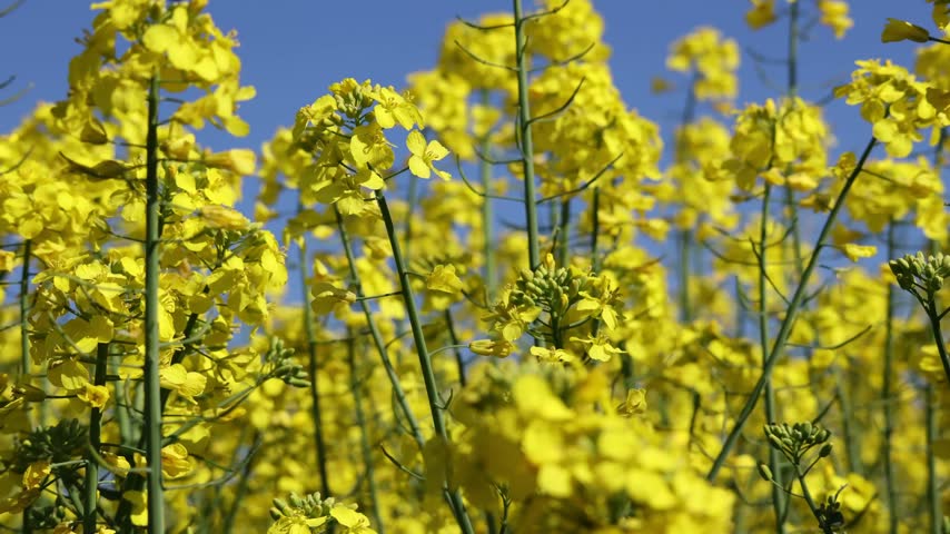 Close up of yellow canola flowers blooming in a field under a beautiful blue sky with clouds