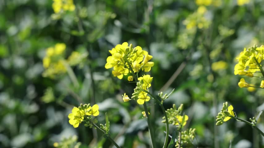 Bright yellow rapeseed flowers swaying in a gentle breeze with a soft-focus green field background