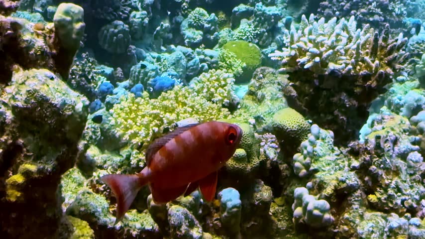 Red Bigeye Priacanthus Swims Near Hard Coral Formations And Rock Reef Structures In Clear Deep Water. - underwater shot