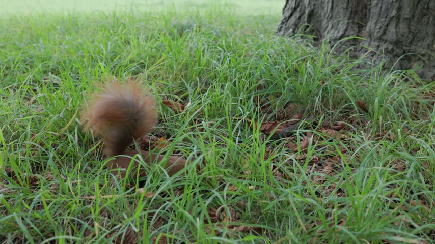 Close up squirrel sitting in grass holding an acorn in its paws and cleaning the nut with its teeth in a natural woodland environment