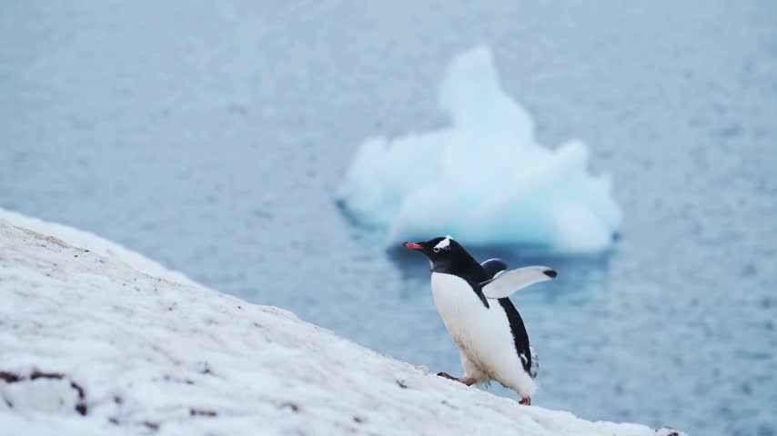 Gentoo penguin walking up a snowy Antarctic slope with spread wings, blue icy sea and a floating iceberg behind.   