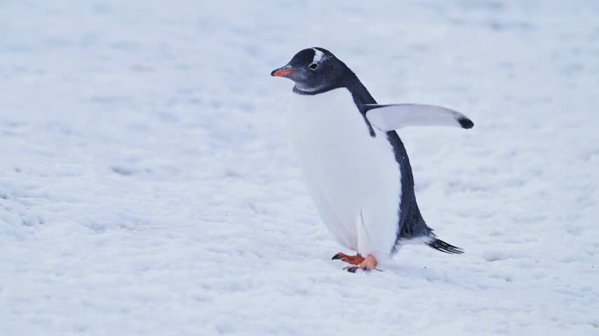 A single gentoo penguin walking purposefully across the snowy landscape in Antarctica