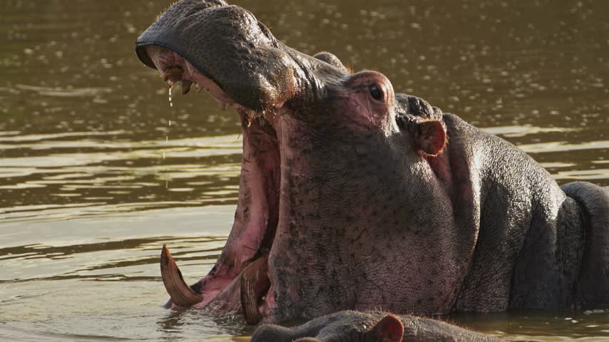 A massive hippopotamus opening its huge mouth wide revealing sharp teeth while standing in a river