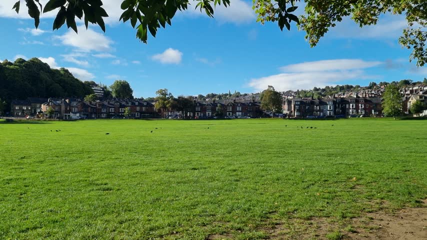 Sunny grassy field with crows under wind-blown trees and British residential buildings in the distance