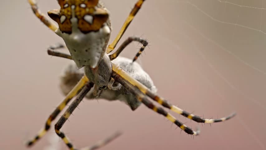 Macro view of orb weaver spider hanging on delicate web with long striped legs and intricate body pattern. Detailed underside shows hairy texture and fine web strands.