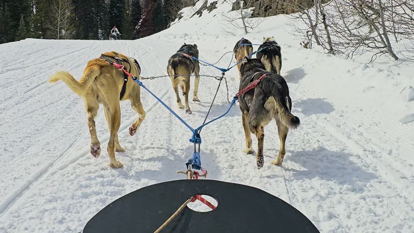 Winter dogsledding in Yukon Territory shows a harnessed husky team pulling through packed snow from the passenger