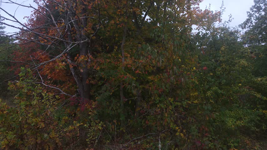 Autumnal forest edge bordering an open meadow