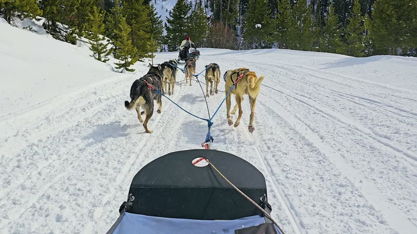 Utah dog sledding POV follows a husky team through a snowy mountain forest, with groomed tracks, deep drifts, blue harness ropes, and a snowmobile guide leading ahead beneath blue skies.