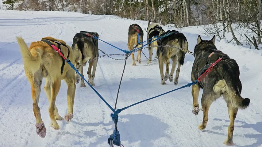 Banff dog sled adventure captures a passenger view behind six harnessed huskies, following a snowmobile through snowy woodland, groomed tracks, and Alberta sunshine beneath a clear sky.