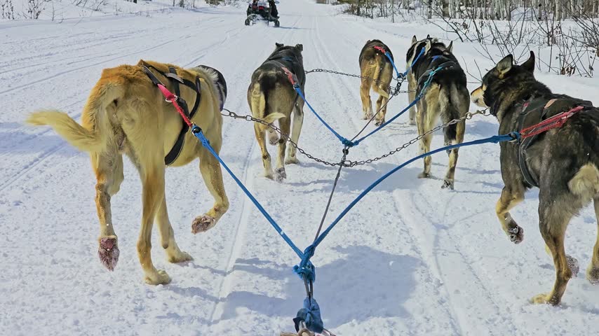 Yukon dog sledding adventure from the rider