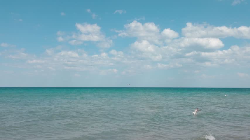 A seagull flying over bright blue water and diving into the waters.