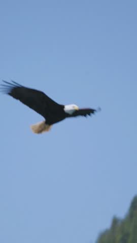 eagle flying Bird of Prey in Nature