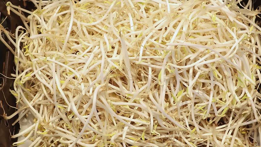 Smooth camera movement over containers of pale bean sprouts. Concept of fresh food, healthy eating, grocery shopping and plant based nutrition.