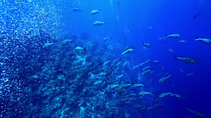 Large School Of Snapper Fish Swims In Formation Over A Rocky Coral Reef Wall In Deep Clear Blue Ocean Water. - underwater shot
