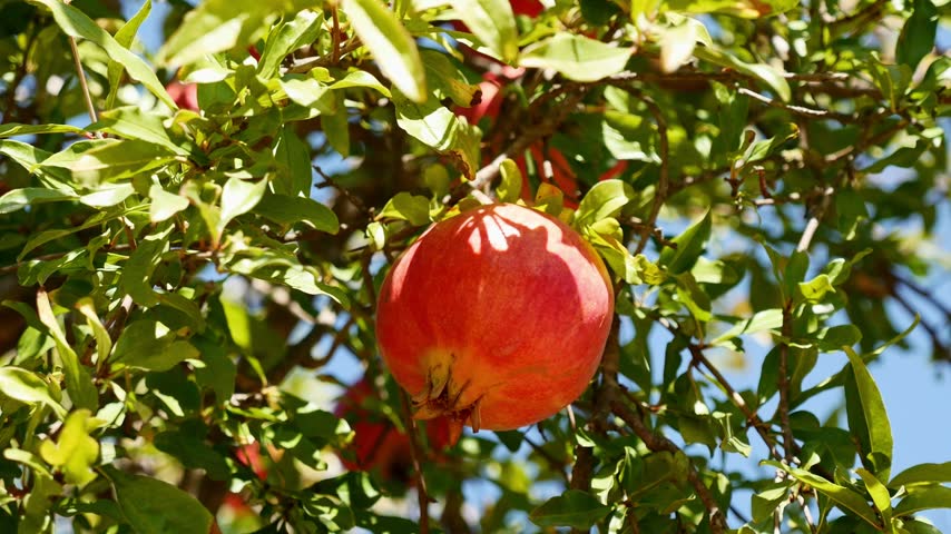 Close-up of ripe pomegranate growing on tree branch in sunny orchard.