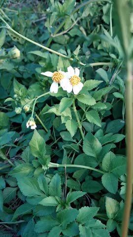 Two white Spanish needle flowers bloom brightly among dense green leaves in an outdoor field under daylight.