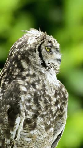Close Up of Owl Face and Bright Eyes
