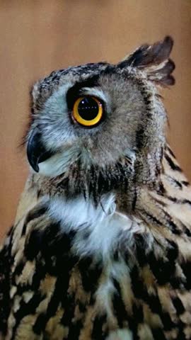 Close Up of Owl Face and Bright Eyes